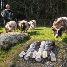 Dartmoor Wool Sheep